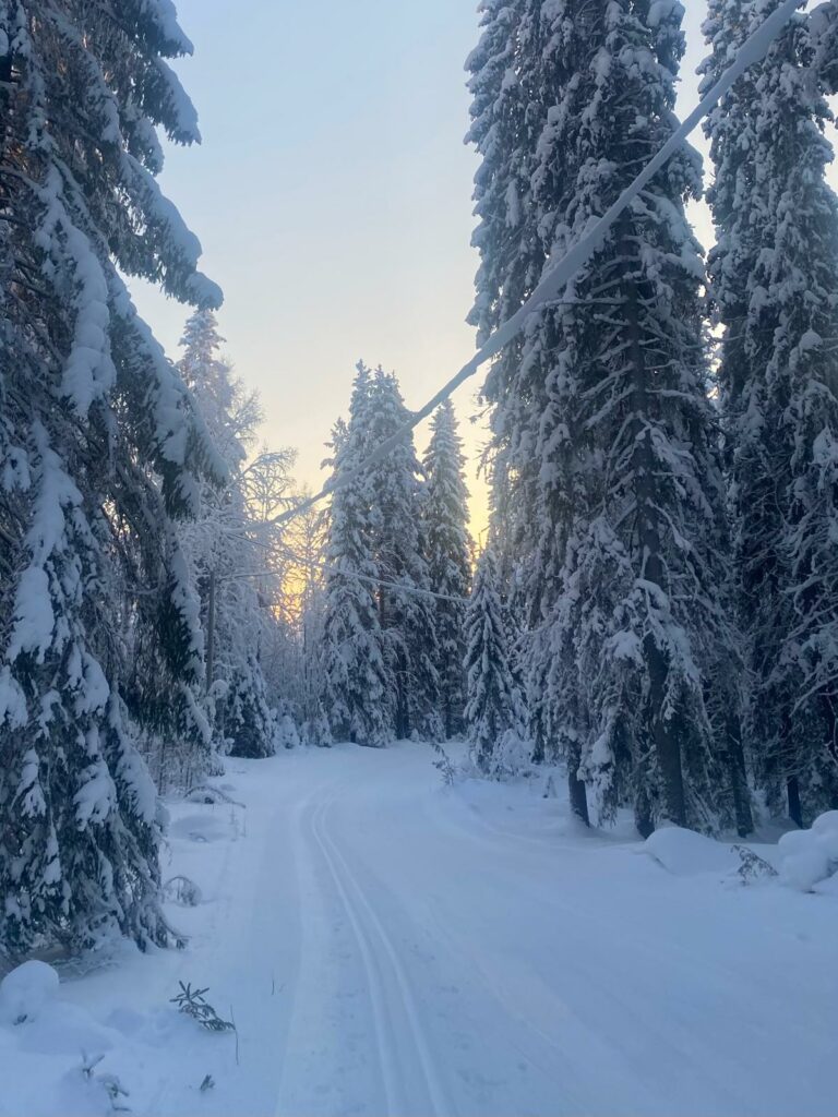 Hiihtolatu talvisessa, lumisessa metsässä.